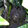 Hummingbird Photo: 2 eggs